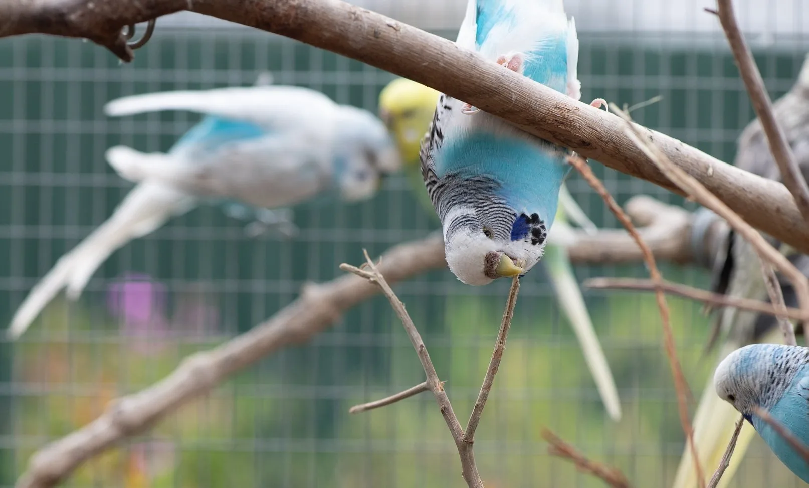 A blue-and-white budgie hangs upside down from a branch and holds a twig in its beak, with other budgies nearby
