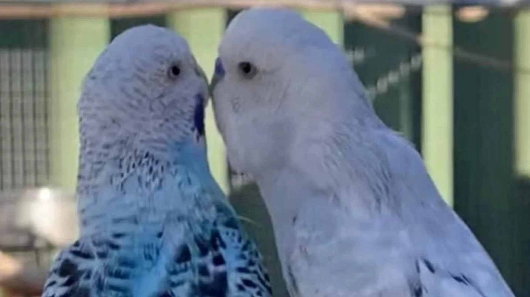 Two pale blue-and-white budgies face one another with their beaks touching