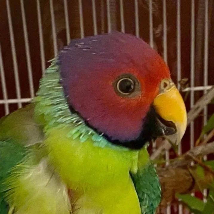 Close-up of a green parrot with a red-purple head, black neck ring and yellow beak