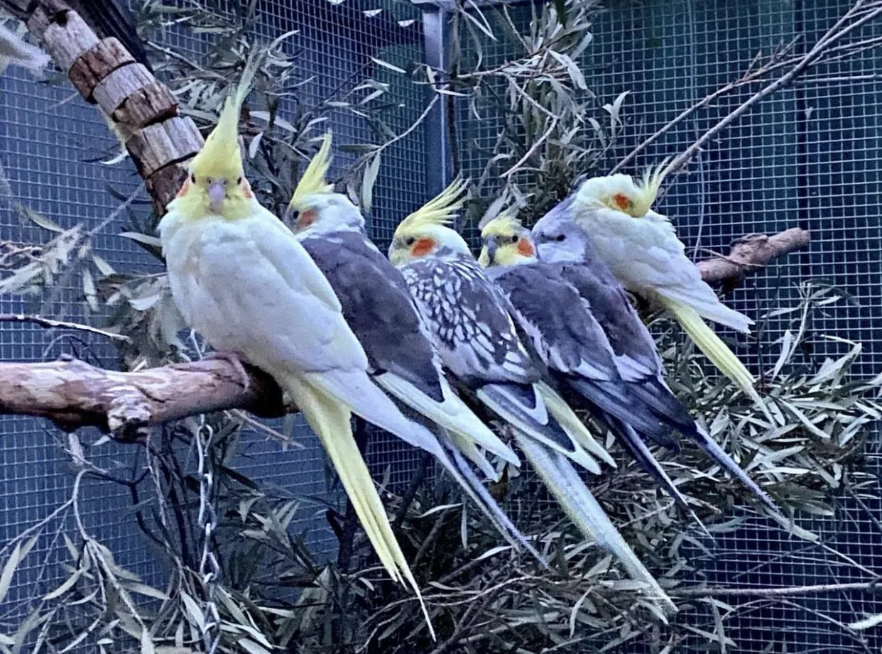 A group of grey, white and yellow weiros perched close together on a branch among leafy stems in an aviary